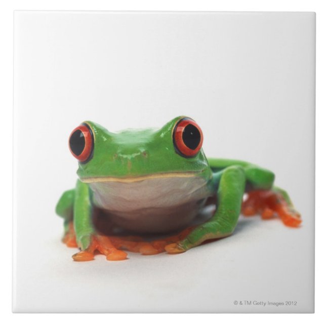 Red eyed tree frog 2 tile (Front)