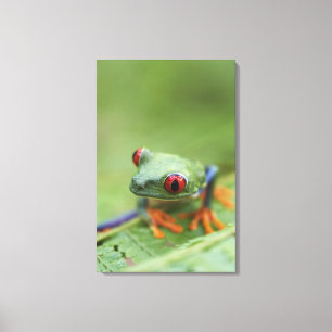 Red-eyed tree frog (Agalychnis callidryas) 2 Canvas Print