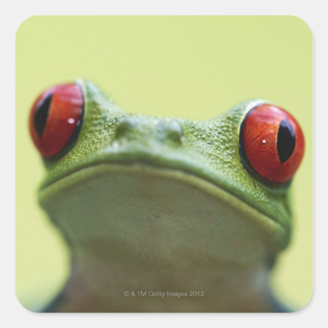Red-eyed tree frog (Agalychnis callidryas) 2 Square Sticker (Front)