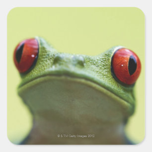Red-eyed tree frog (Agalychnis callidryas) 2 Square Sticker