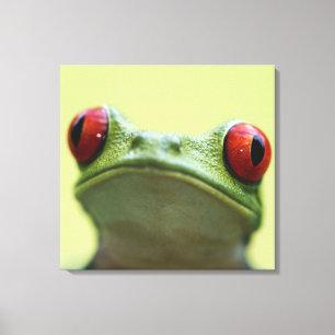 Red-eyed tree frog (Agalychnis callidryas) Canvas Print