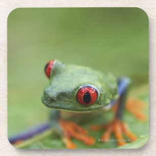 Red-eyed tree frog (Agalychnis callidryas) Coaster