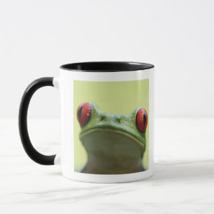 Red-eyed tree frog (Agalychnis callidryas) Mug