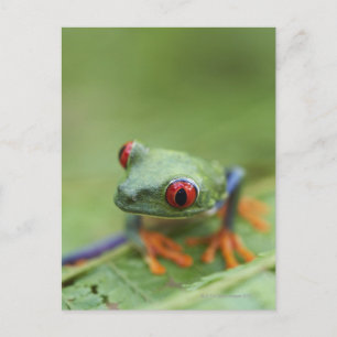 Red-eyed tree frog (Agalychnis callidryas) Postcard