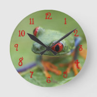 Red-eyed tree frog (Agalychnis callidryas)