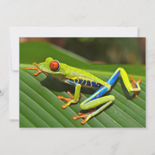 Red-eyed Tree Frog Card