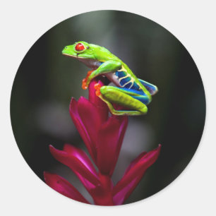 Red-eyed Tree Frog Classic Round Sticker