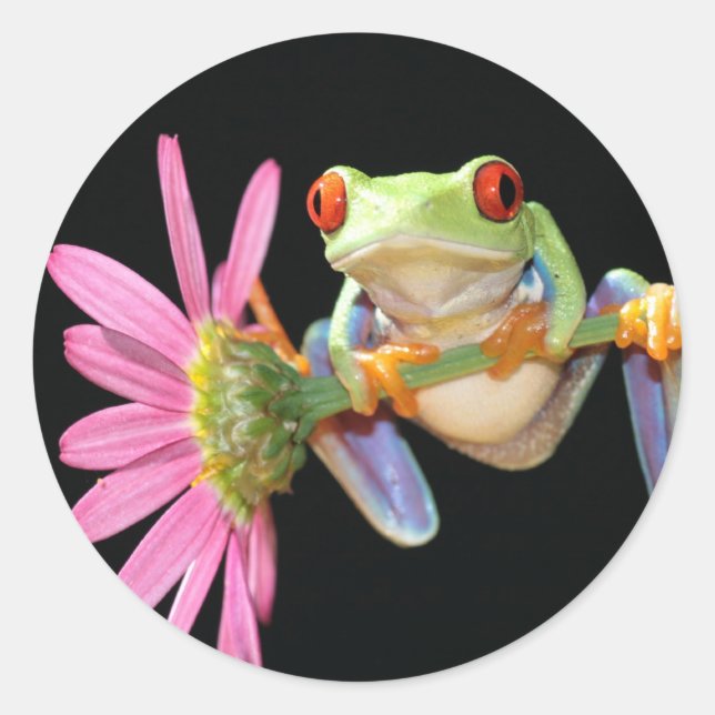 red eyed tree frog classic round sticker (Front)