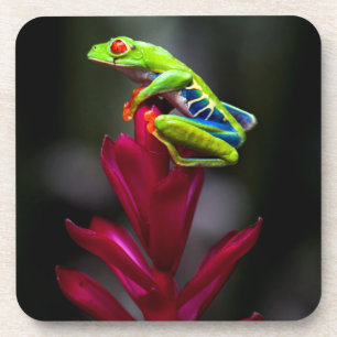 Red-eyed Tree Frog Coaster