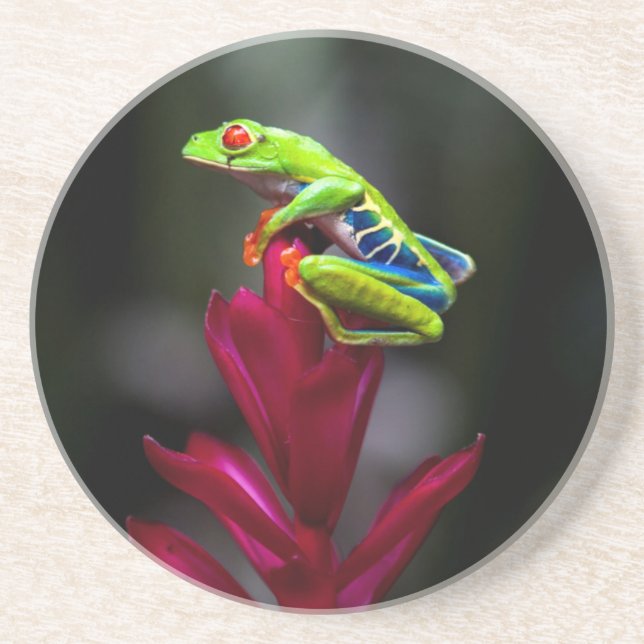Red-eyed Tree Frog Coaster (Front)