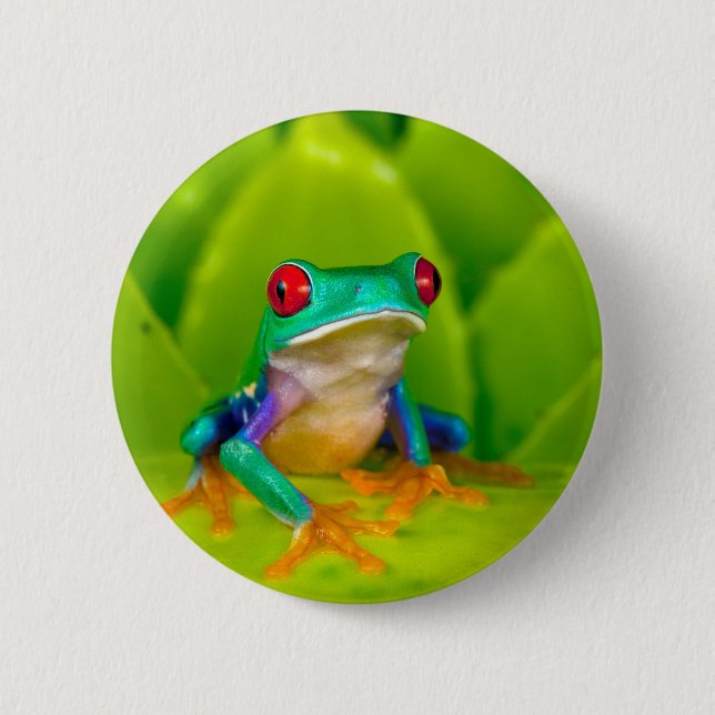Red-eyed tree frog, Costa Rica 2 Inch Round Button (Front)