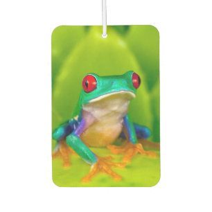 Red-eyed tree frog, Costa Rica Air Freshener