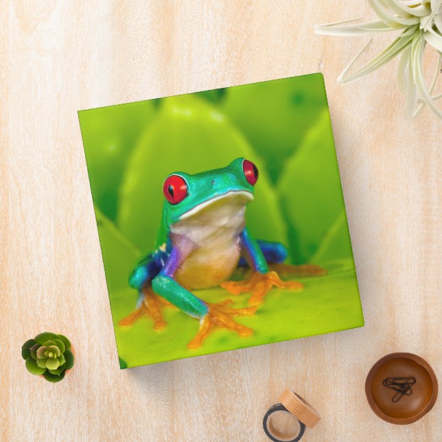 Red-eyed tree frog, Costa Rica Binder (In Situ)