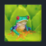 Red-eyed tree frog, Costa Rica Magnet<br><div class="desc">Red-eyed tree frog (Agalychnis callidryas), Costa Rica</div>