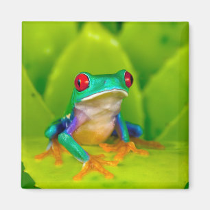Red-eyed tree frog, Costa Rica Magnet