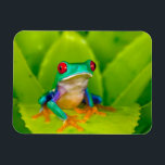 Red-eyed tree frog, Costa Rica Magnet<br><div class="desc">Red-eyed tree frog (Agalychnis callidryas), Costa Rica</div>