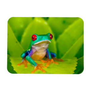 Red-eyed tree frog, Costa Rica Magnet