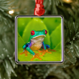 Red-eyed tree frog, Costa Rica Metal Ornament