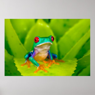 Red-eyed tree frog, Costa Rica Poster