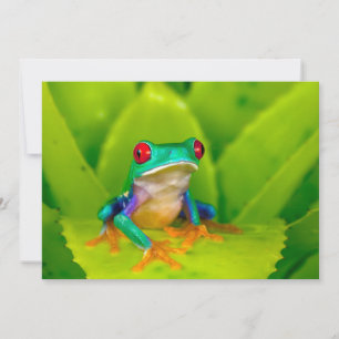 Red-eyed tree frog, Costa Rica Thank You Card
