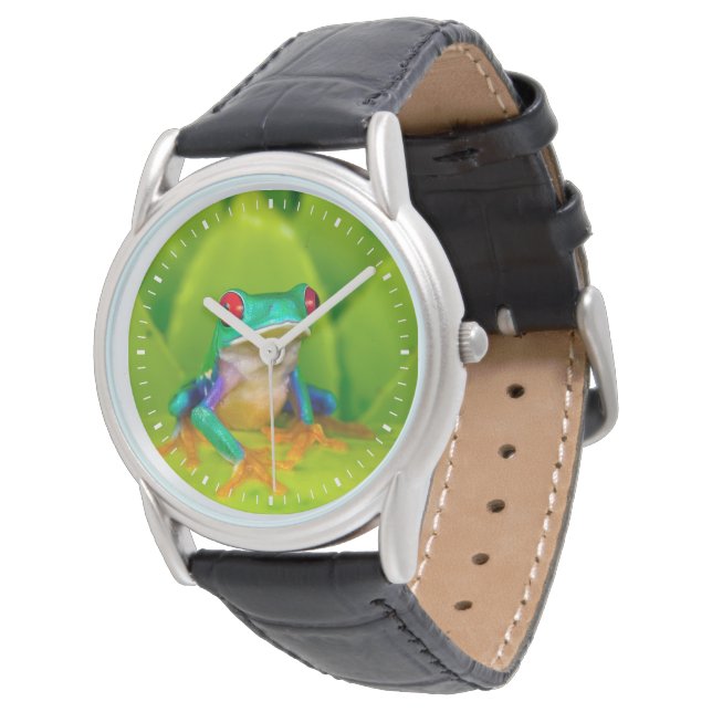 Red-eyed tree frog, Costa Rica Watch (Angled)