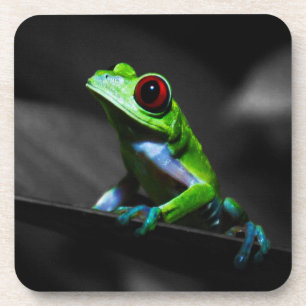 Red Eyed Tree Frog III Coaster