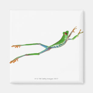 Red eyed tree frog jumping magnet