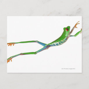 Red eyed tree frog jumping postcard