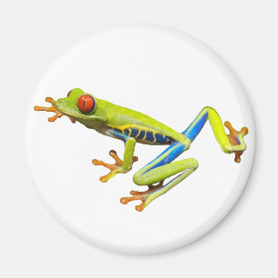 Red eyed tree frog magnet