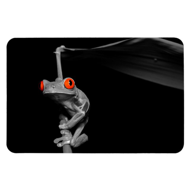 Red Eyed Tree Frog Magnet (Horizontal)