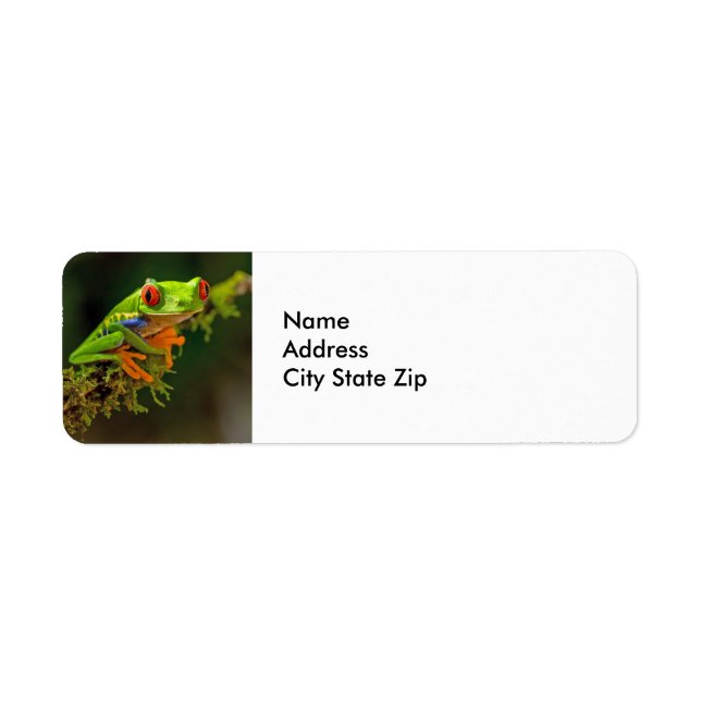 Red Eyed Tree Frog Photo (Devant)