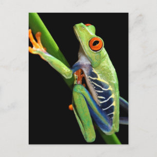 red eyed tree frog postcard