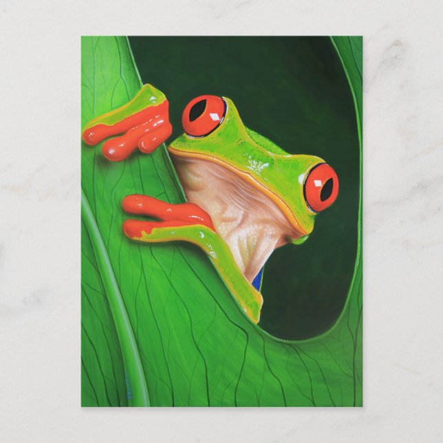 Red Eyed Tree Frog Postcard (Front)