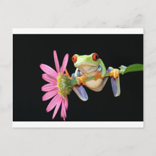 red eyed tree frog postcard