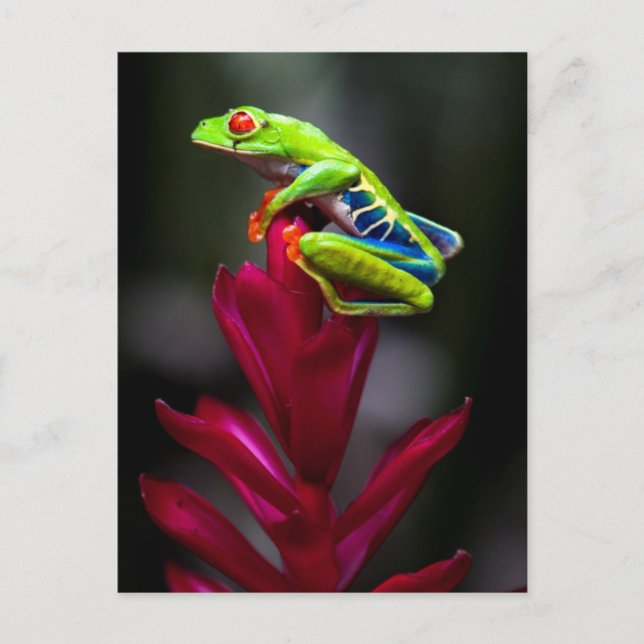 Red-eyed Tree Frog Postcard (Front)