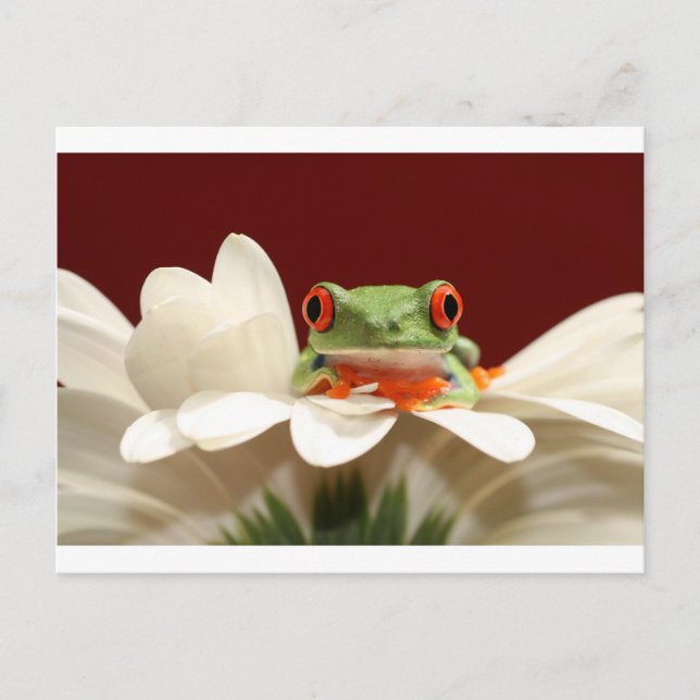 red eyed tree frog postcard (Front)