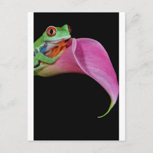 red eyed tree frog postcard