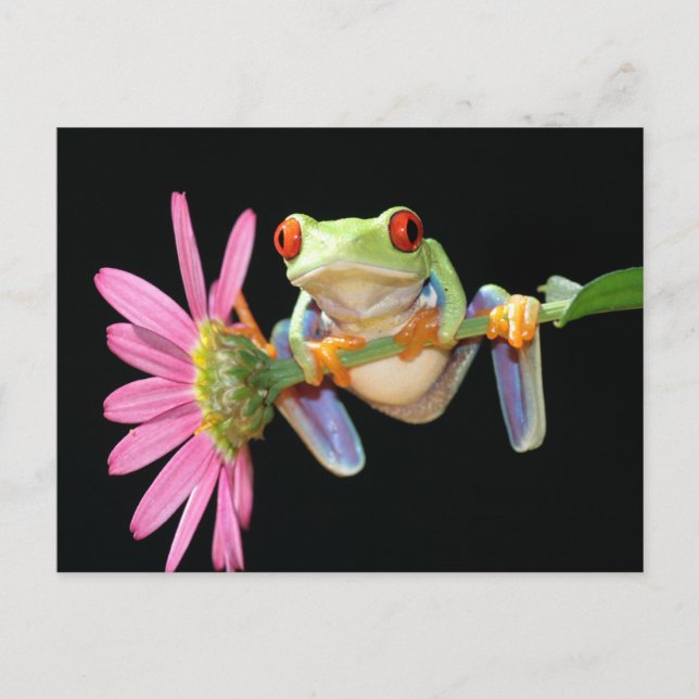 red eyed tree frog postcard (Front)
