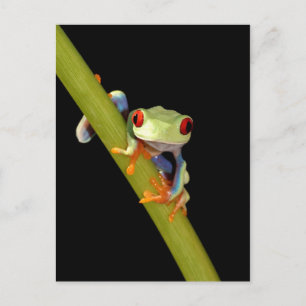 red eyed tree frog postcard