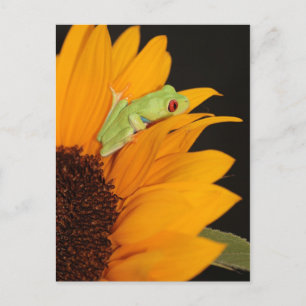 red eyed tree frog postcard