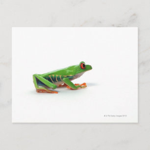 Red eyed tree frog postcard