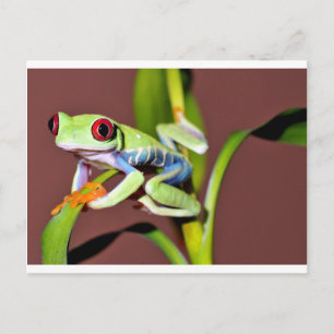 red eyed tree frog postcard