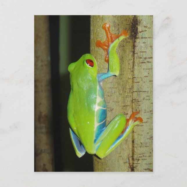 red-eyed tree frog postcard (Front)