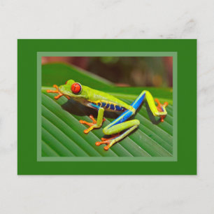 Red Eyed Tree Frog Postcard