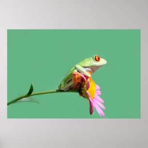 red eyed tree frog poster