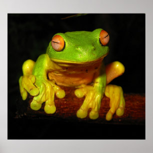 Red Eyed Tree Frog Poster