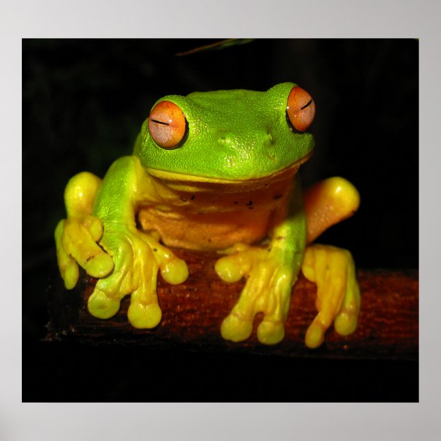 Red Eyed Tree Frog Poster (Front)