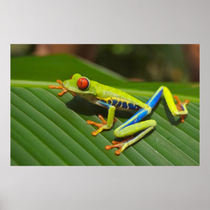Red eyed tree frog poster
