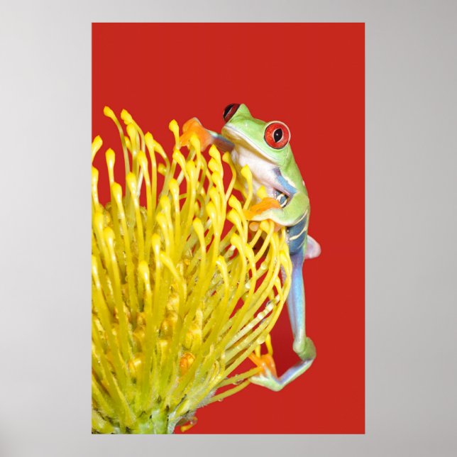 red eyed tree frog poster (Front)