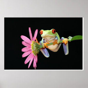 red eyed tree frog poster